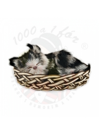 Kotě v košíku