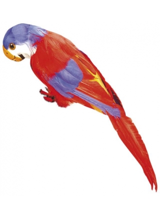 Papoušek péřový červený