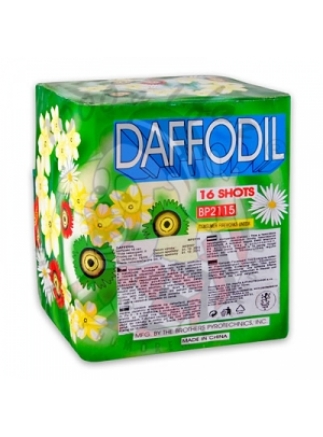 Kompakt 16ran Daffodil